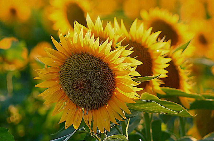 Gold and Orange Sunflowers in a Field Photograph by Karen McKenzie McAdoo