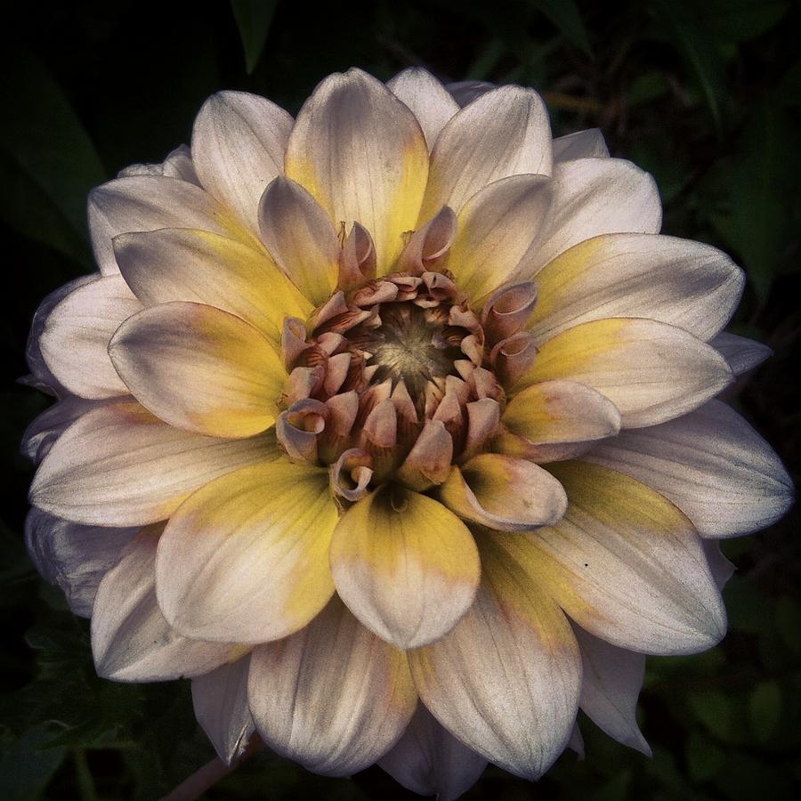 Gold and Silver Soft Dahlia Photograph by Laurie Greer