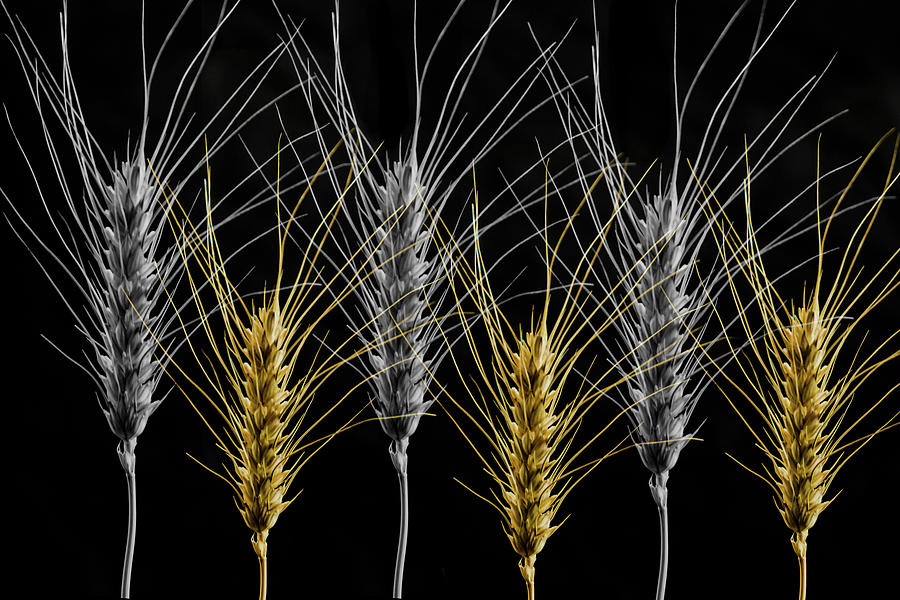 Gold and Silver Wheat Photograph by Wolfgang Stocker