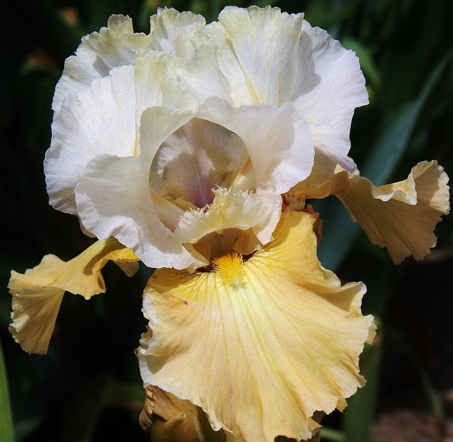 Iris Photograph - Gold and White Iris by Bruce Bley