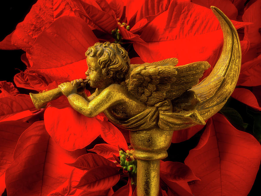 Gold Angle With Poinsettia Photograph by Garry Gay