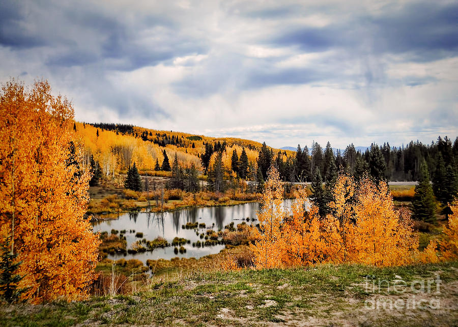 Fall Photograph - Gold Aspen On The Mesa by Janice Pariza