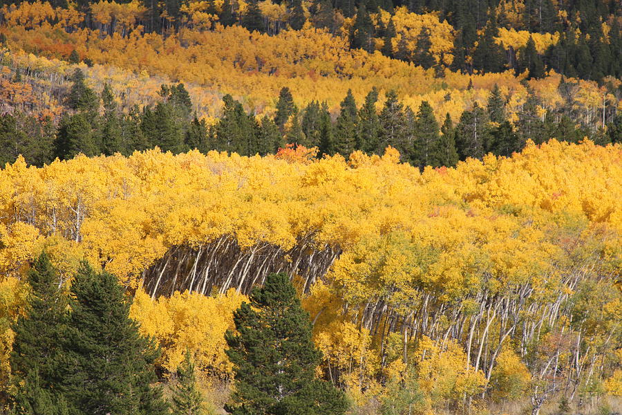 Gold Aspen Wave Photograph by Heather Ormsby - Fine Art America