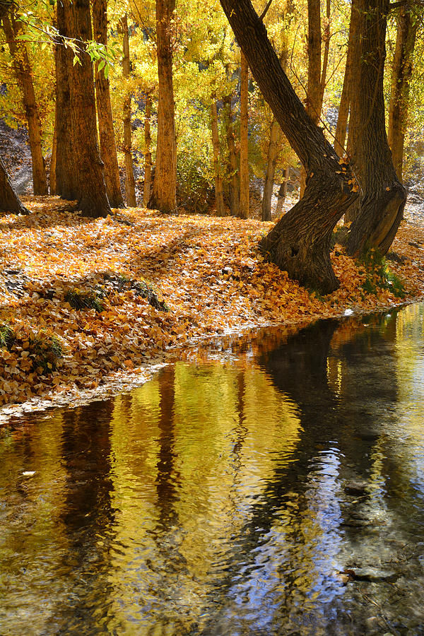 Tree Photograph - Gold autumn by Guido Montanes Castillo