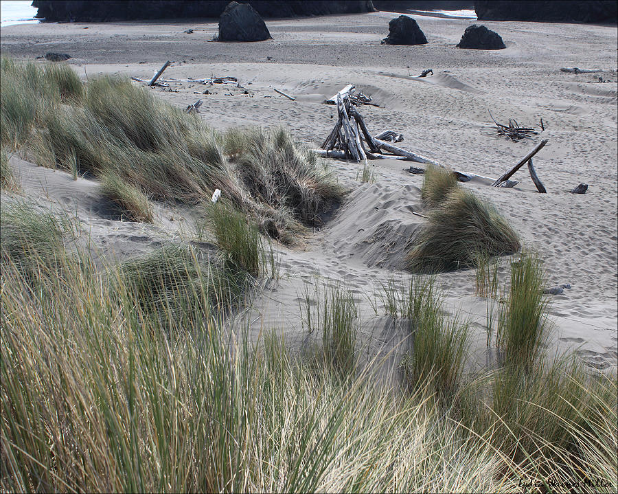 Driftwood Photograph - Gold Beach Oregon Beach Grass 14 by Lydia Miller