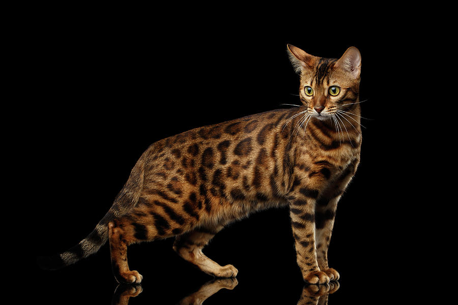 Cat Photograph - Gold Bengal Cat on Isolated black background by Sergey Taran