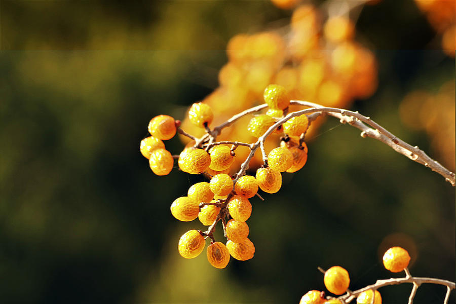 Gold Chinaberries and Bokeh Photograph by Sheila Brown