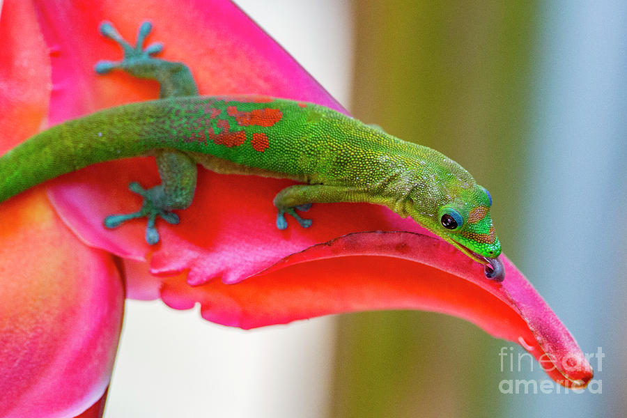 Gold Dust Day Gecko 3 Photograph by Daniel Knighton