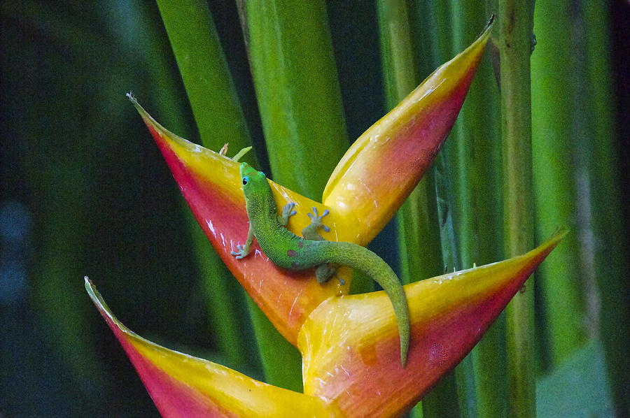 Nature Photograph - Gold Dust Day Gecko by Sean Griffin