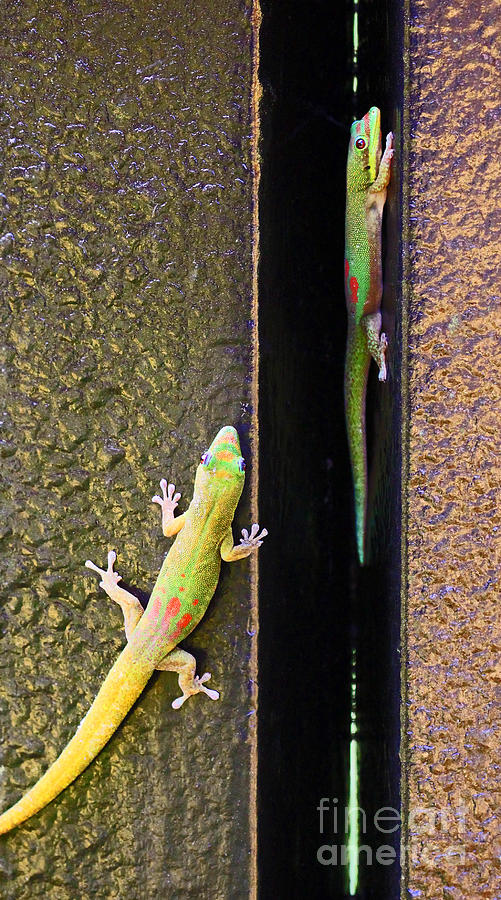 Gold Dusted Day Gecko Photograph by Jennifer Robin