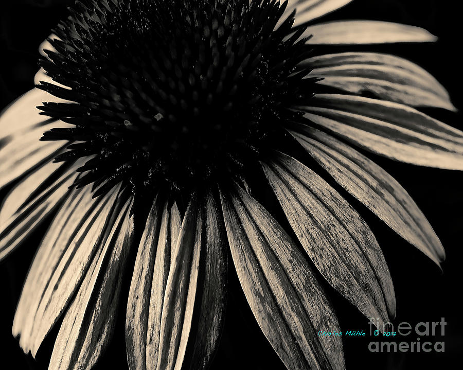 Gold Echinacea   Photograph by Charles Muhle