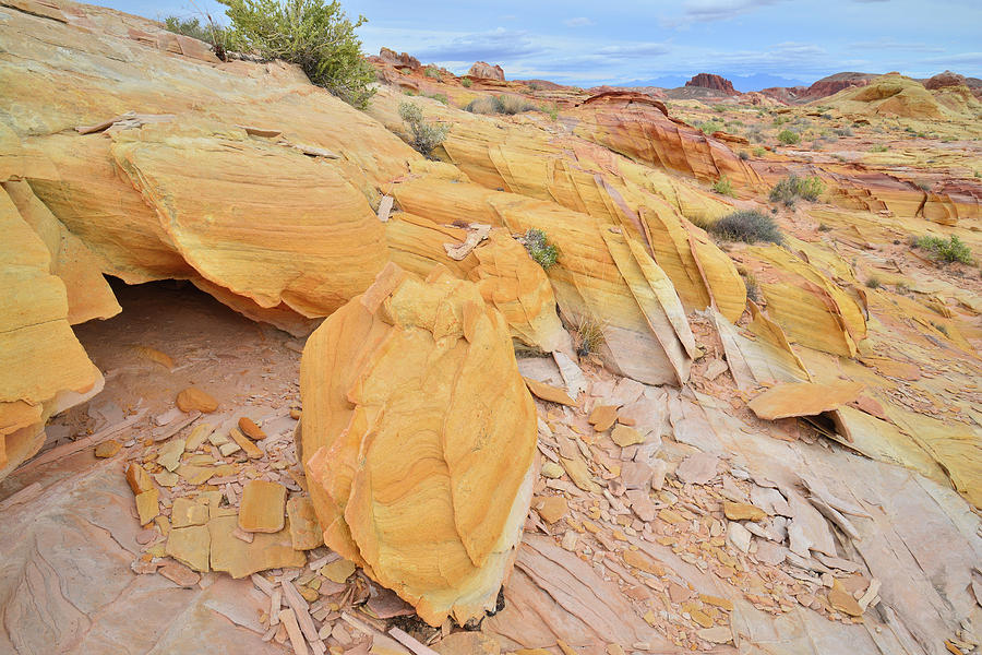 Gold Everywhere in Valley of Fire State Park Photograph by Ray Mathis