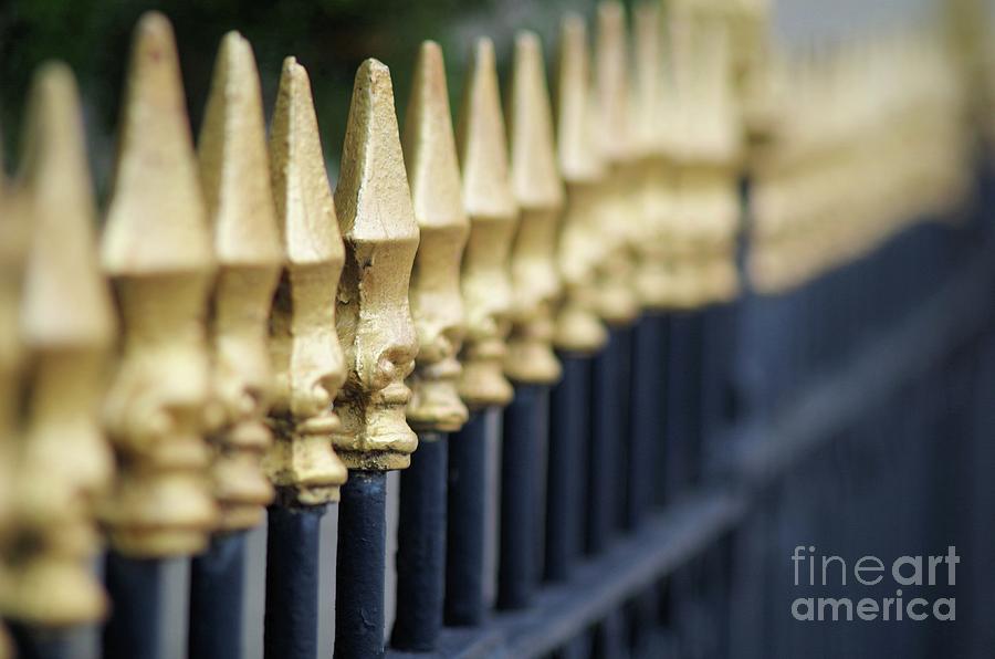 Gold Fence Photograph
