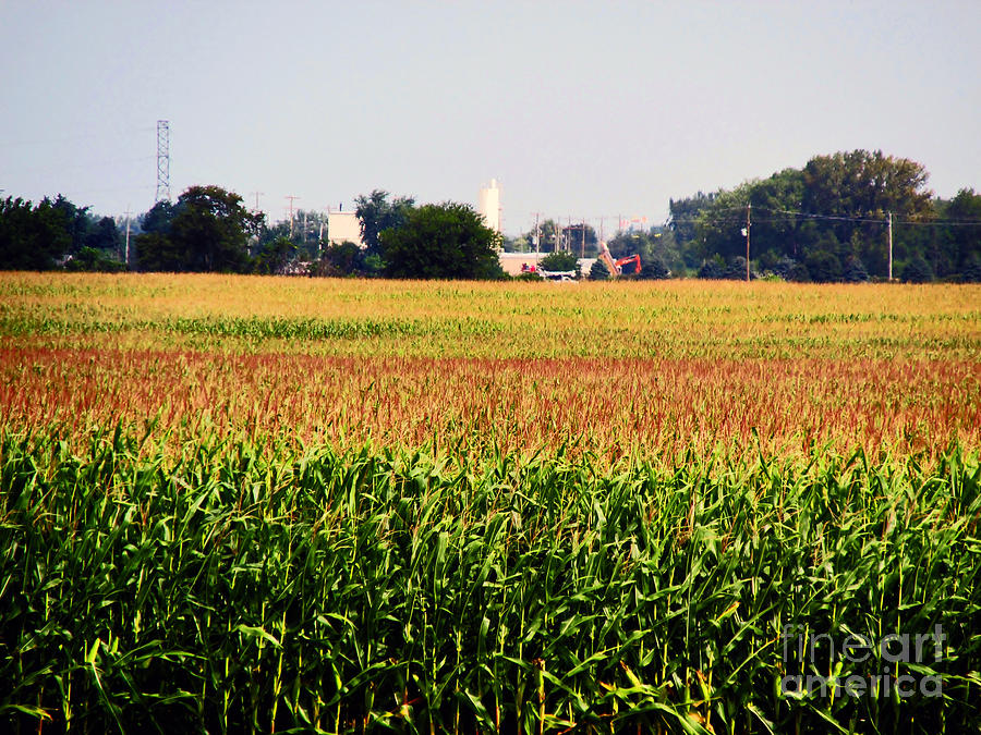 Nature Photograph - Gold Field by Don Baker