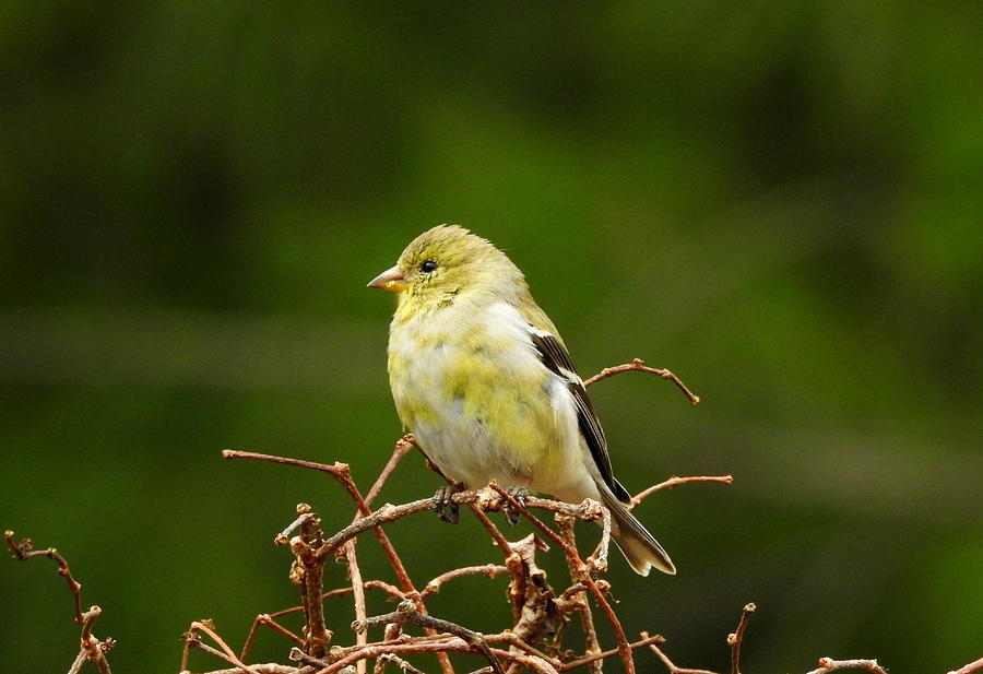 Gold Finch Photograph by Betty-Anne McDonald