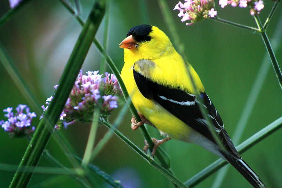 Wildlife Photograph - Gold Finch by Charles Shedd
