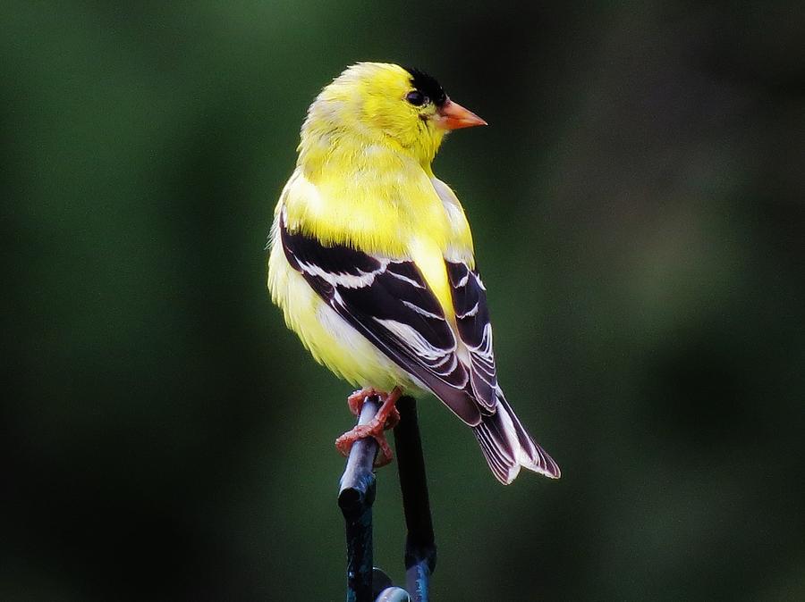 Gold Finch Photograph by Cheryl Thompson - Fine Art America