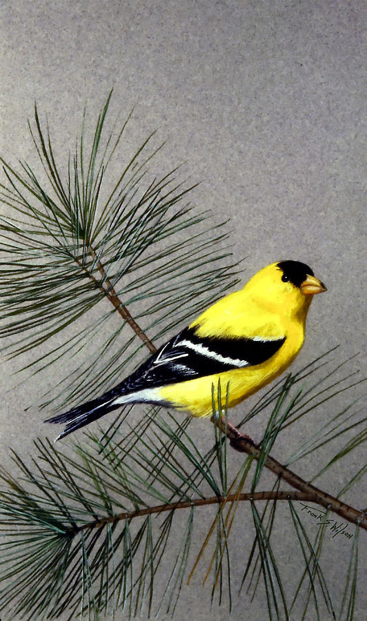 Gold Finch Painting by Frank Wilson