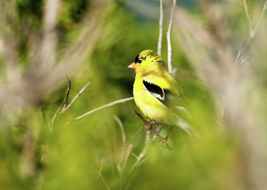 Gold Finch Photograph by Greg Nyquist
