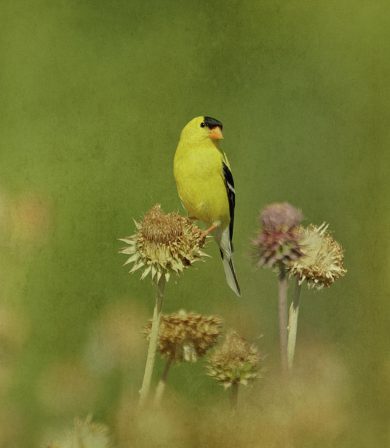 Goldfinch in Summer Photograph by Sandy Keeton