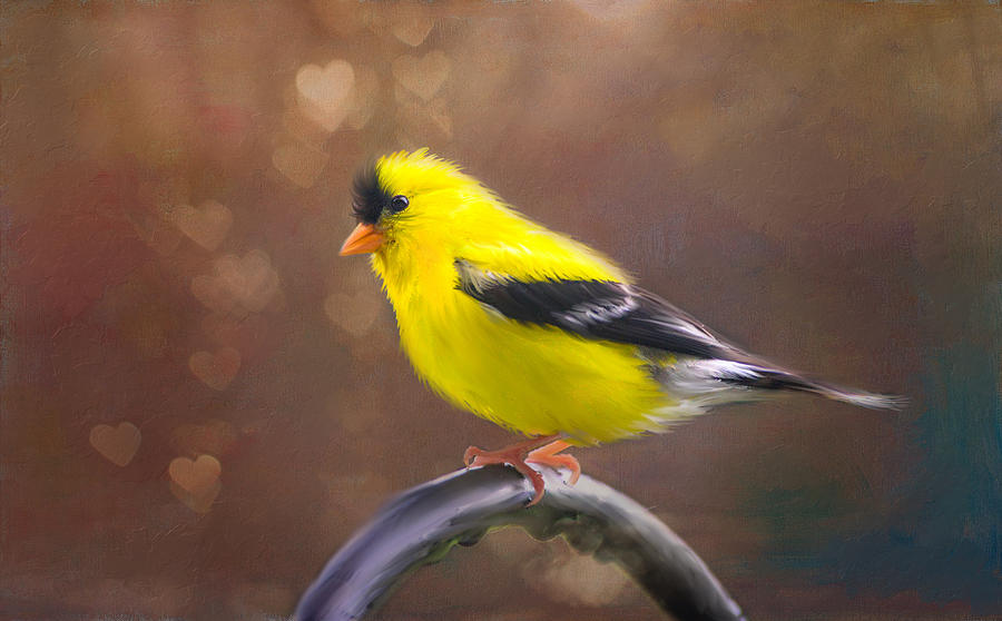 Gold Finch Love Photograph by Mary Timman