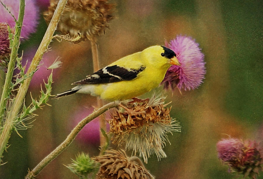 Goldfinch on Thistle Photograph by Sandy Keeton