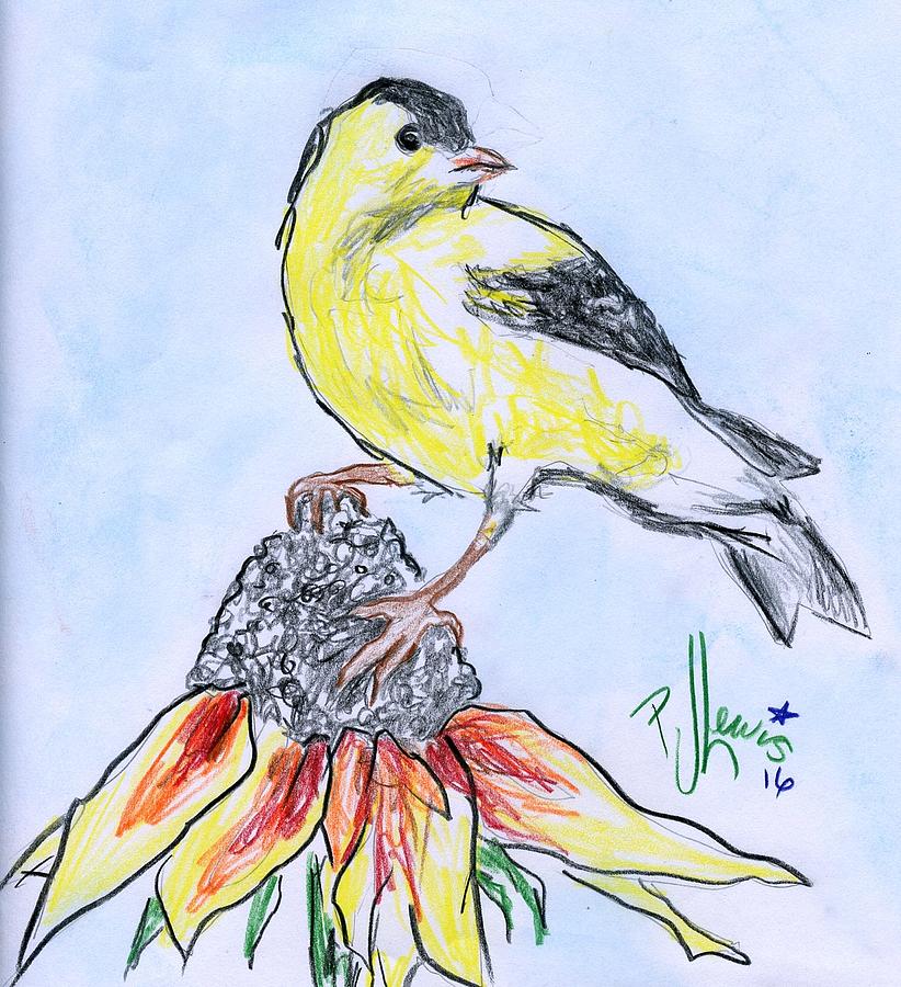 Gold Finch Drawing by PJ Lewis