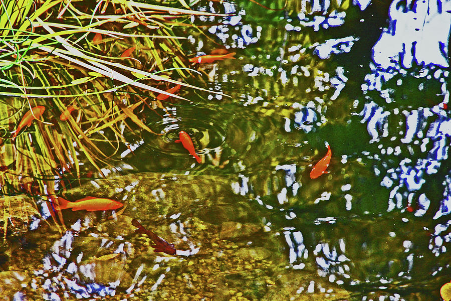 Gold Fish in a Pond 2 10232017 Colorado Photograph by David Frederick