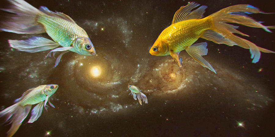 Gold Fish in Space Photograph by John Williams