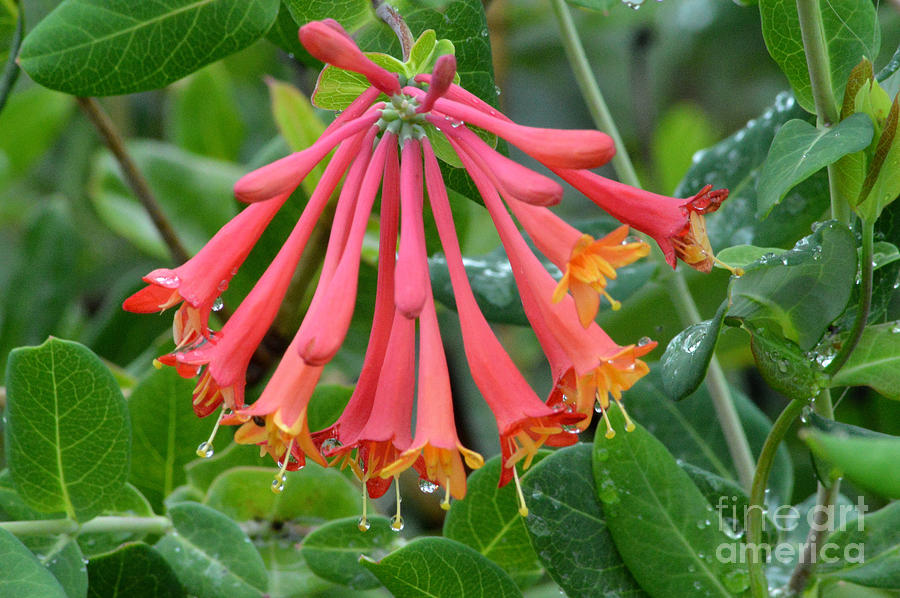 Gold Flame Honeysuckle Photograph By Belinda Stucki - Fine Art America