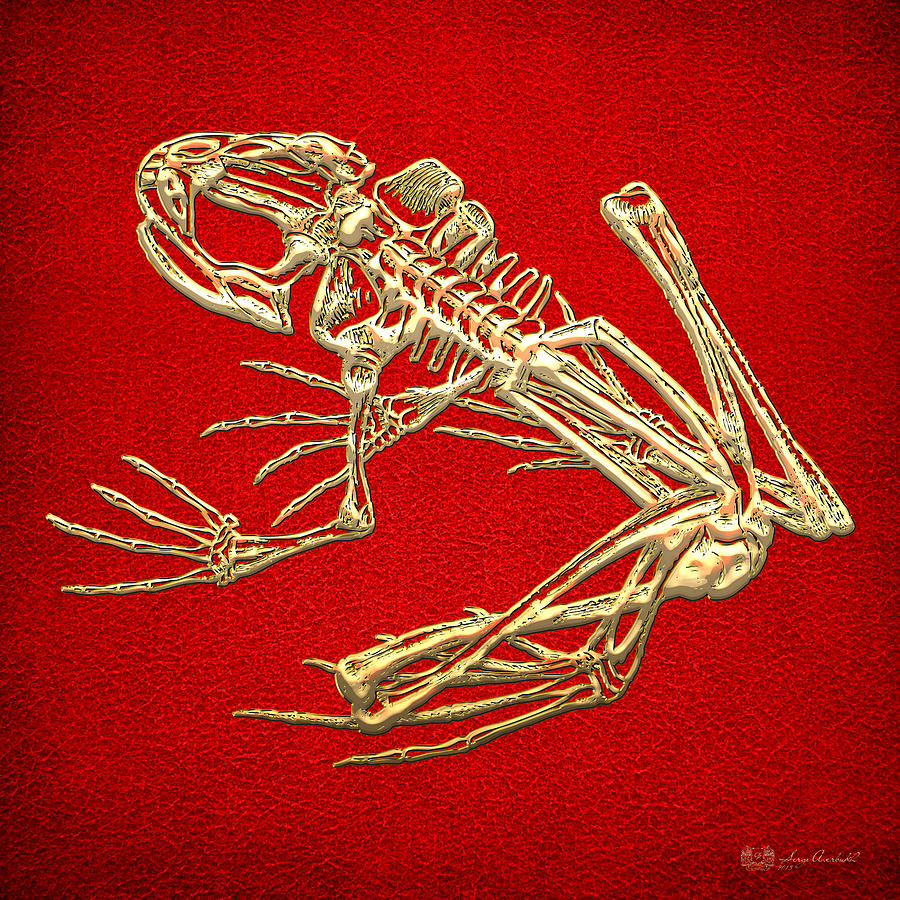 Frog Skeleton Photograph - Gold Frog Skeleton On Red Leather by Serge Averbukh