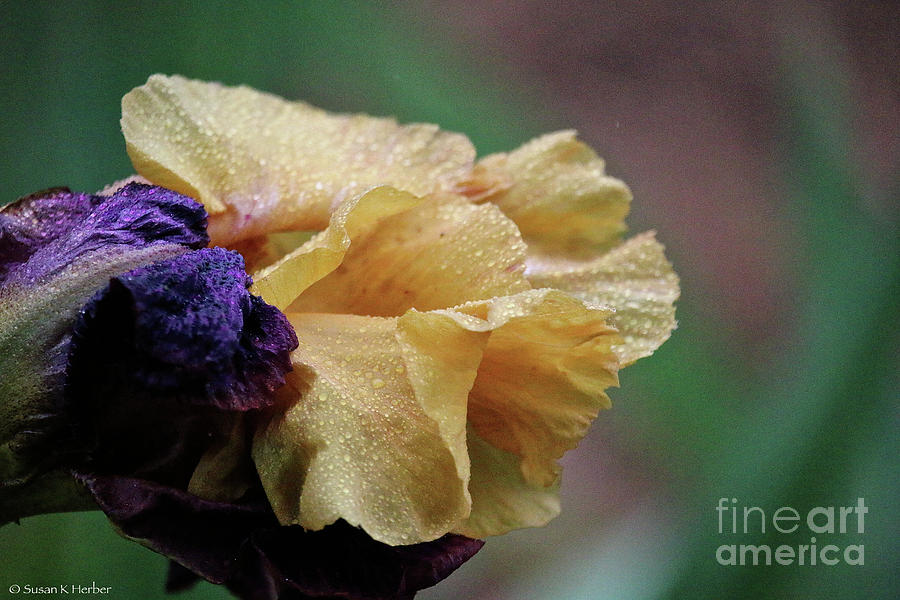 Gold Iris Photograph by Susan Herber