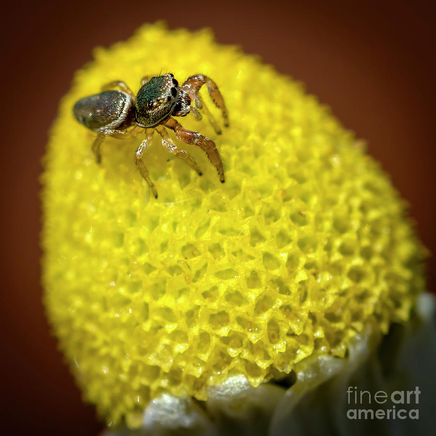 Gold Jumper on Chamomile Photograph by Shawn Jeffries