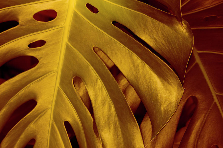 Gold Leaf Digital Art by Becky Titus
