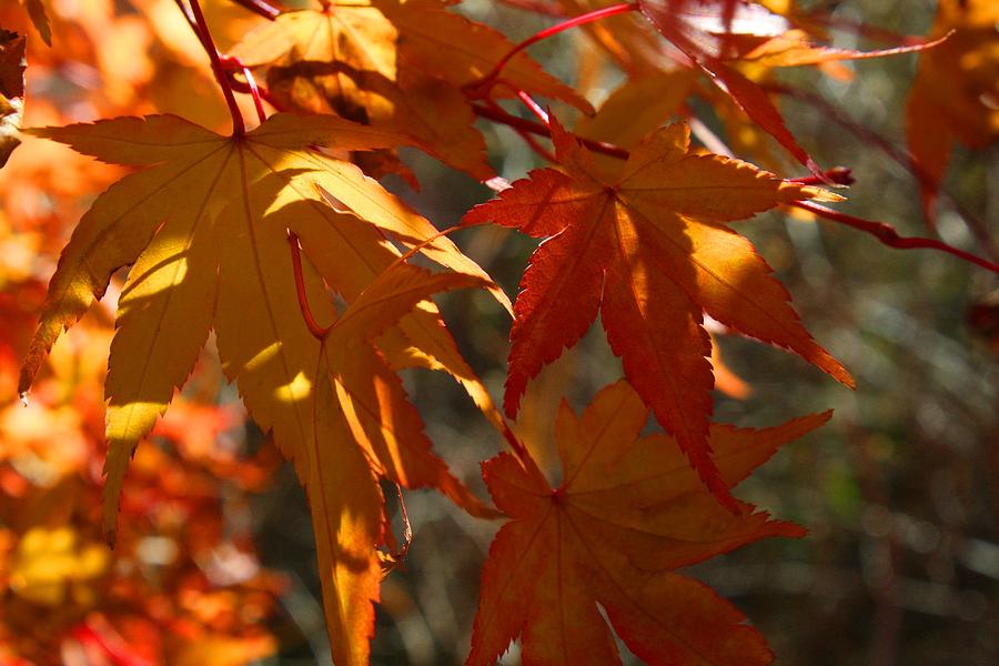 Gold Leaf Japanese Maple Photograph by Kathryn Meyer - Fine Art America