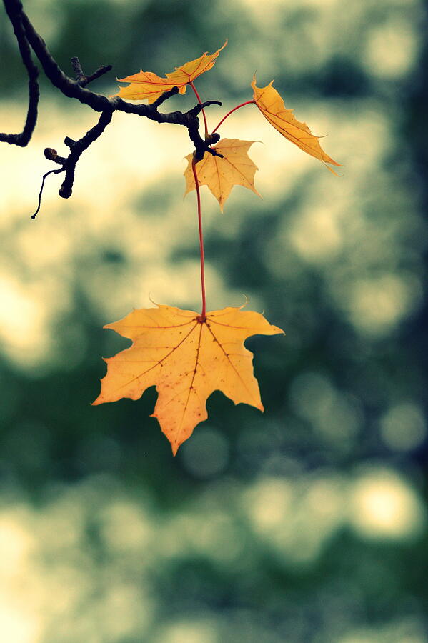 Nature Photograph - Golden Leaves by Joan Han