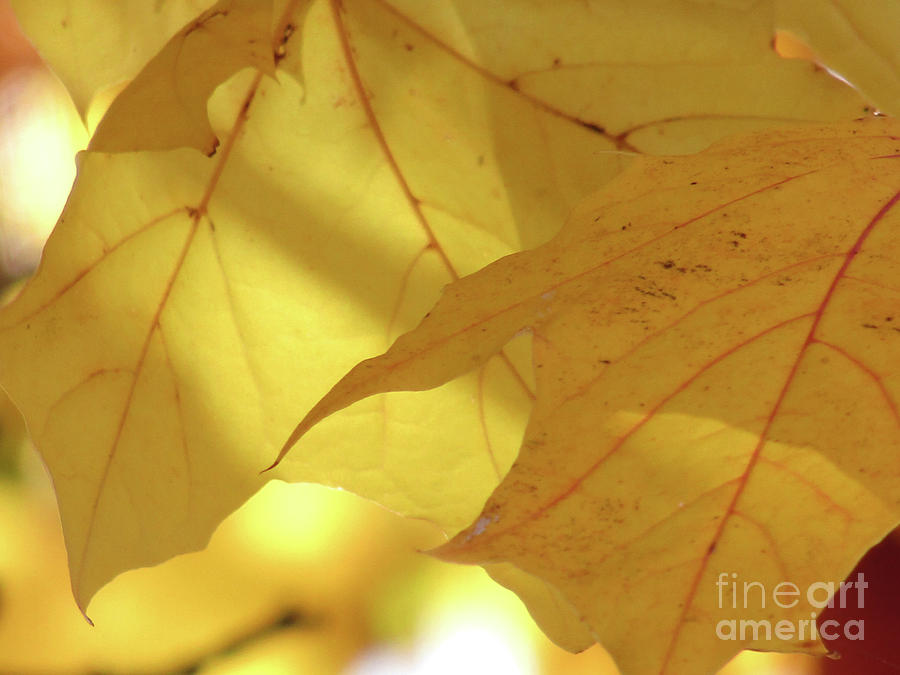 Gold Leaves Photograph by Kim Tran