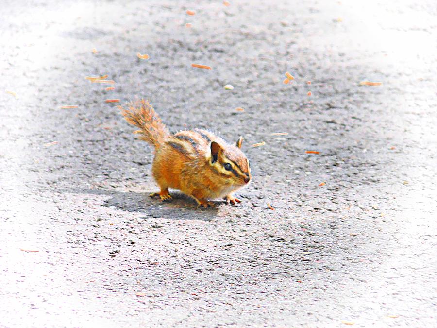 Gold-Mantled Ground Squirrel Photograph by Joe Duket