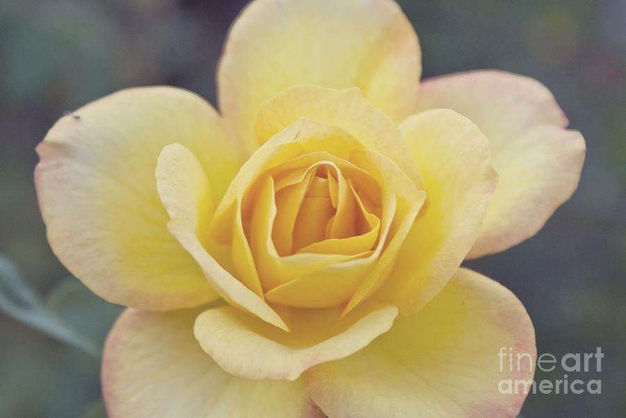 Gold Medal Rose Photograph by Cindy Garber Iverson