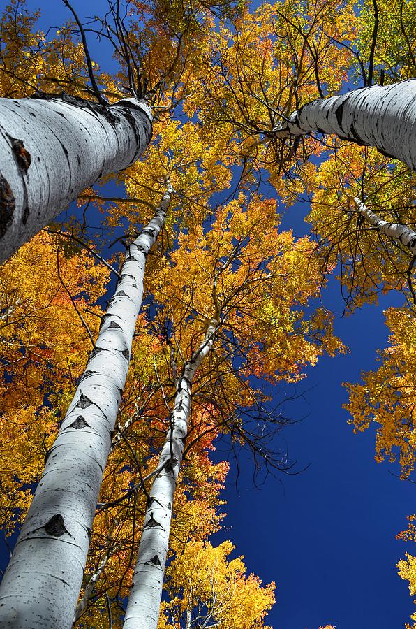 Fall Photograph - Gold Meets Blue by Michael Morse