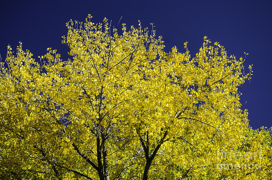 Tree Photograph - Gold On Blue by Nick Boren
