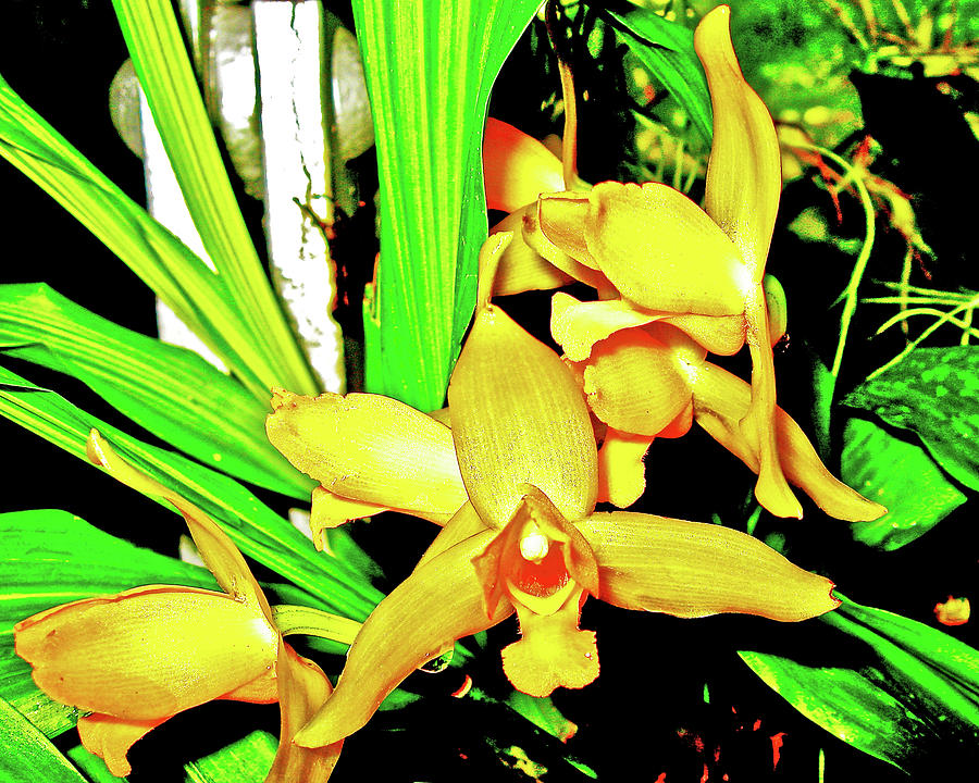 Gold Orchids in National Botanical Garden, Washington DC Photograph by Ruth Hager