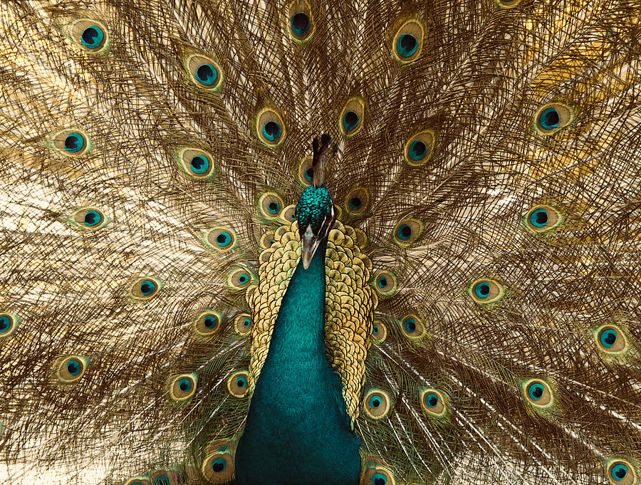 Gold Peacock Photograph by Iryna Oliinyk
