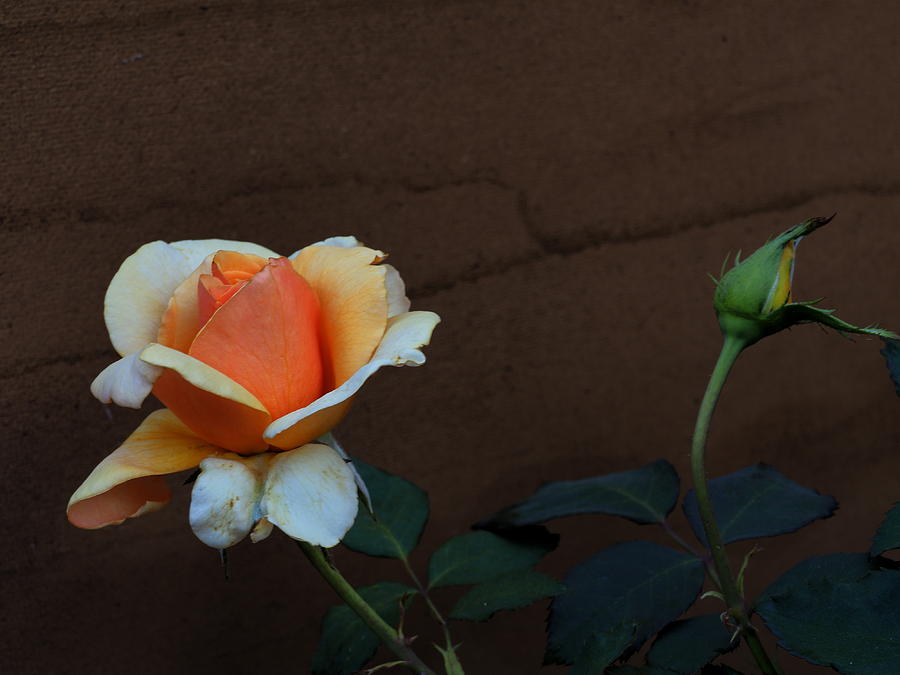 Gold Rose and Bud Photograph by Richard Thomas