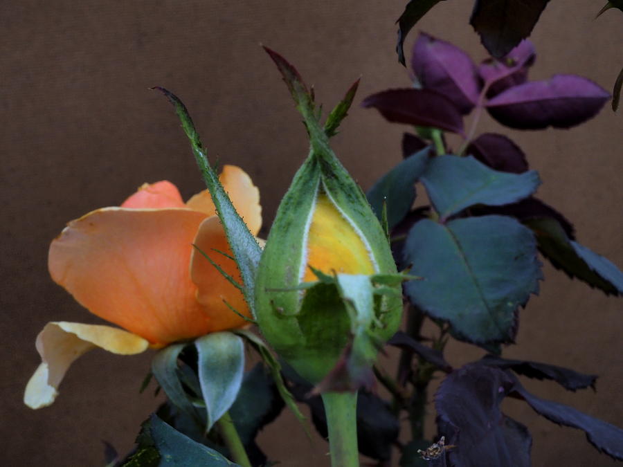 Gold Rose and Budding Photograph by Richard Thomas