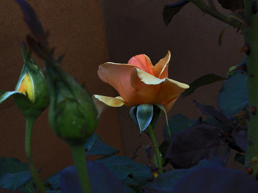 Gold Rose and Green Mix Photograph by Richard Thomas