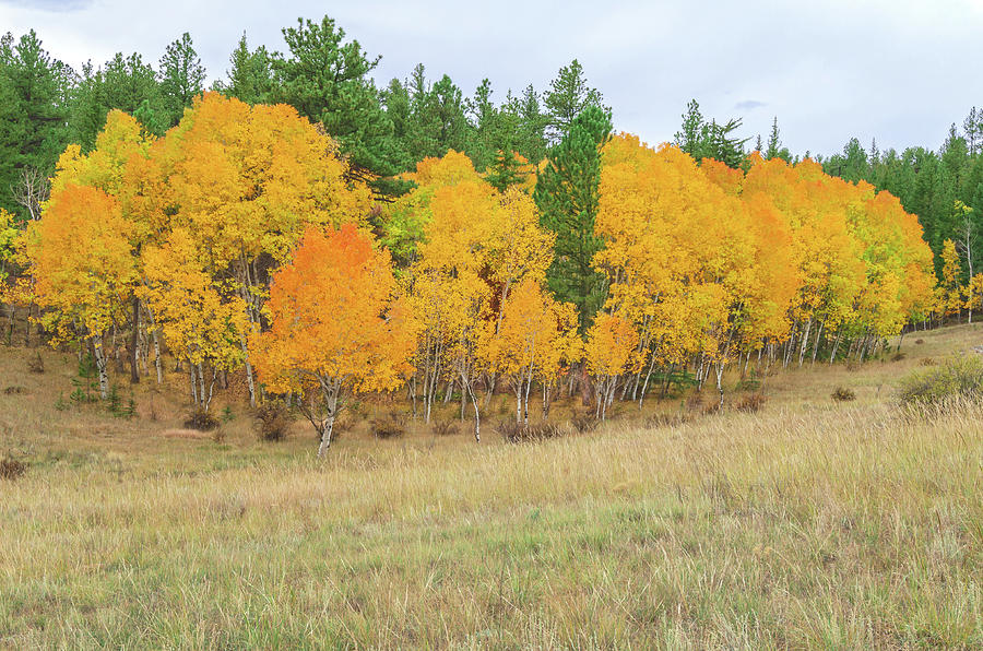 Gold Rush Is The Kenning For Yellow Aspen Leaves. Photograph by Bijan Pirnia