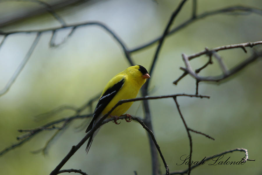 Goldfinch Photograph - Gold by Sarah  Lalonde