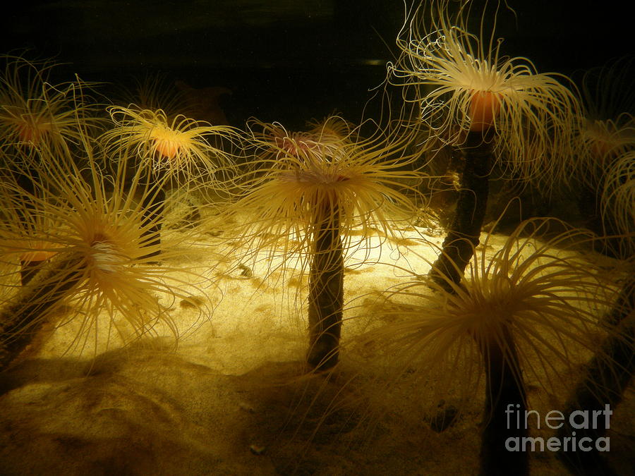 Gold Sea Anemones Photograph by Bev Conover