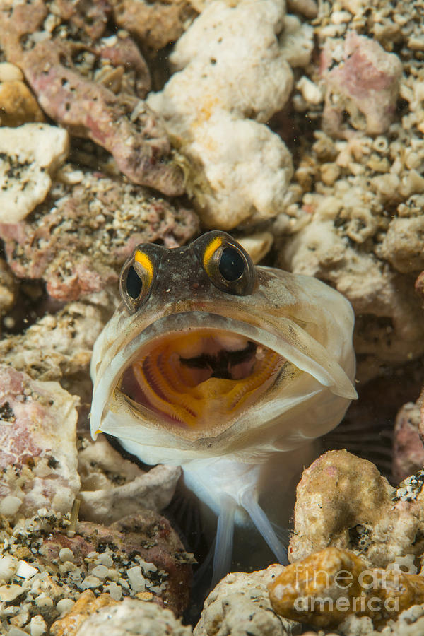 Gold-specs Jawfish In Its Hole Photograph